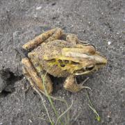 Frog, Meadowridge Common